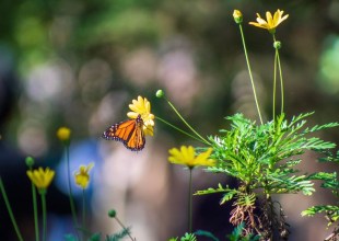 Monarch Butterflies on Track to Receive Federal Protection by 2030